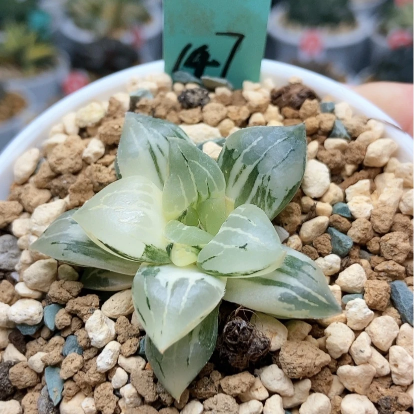 【闪购商品】147莫迪卡锦