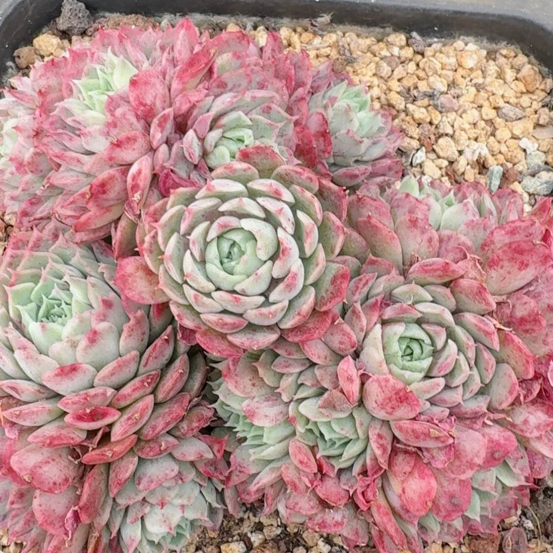 1672一物一拍（满28包邮）