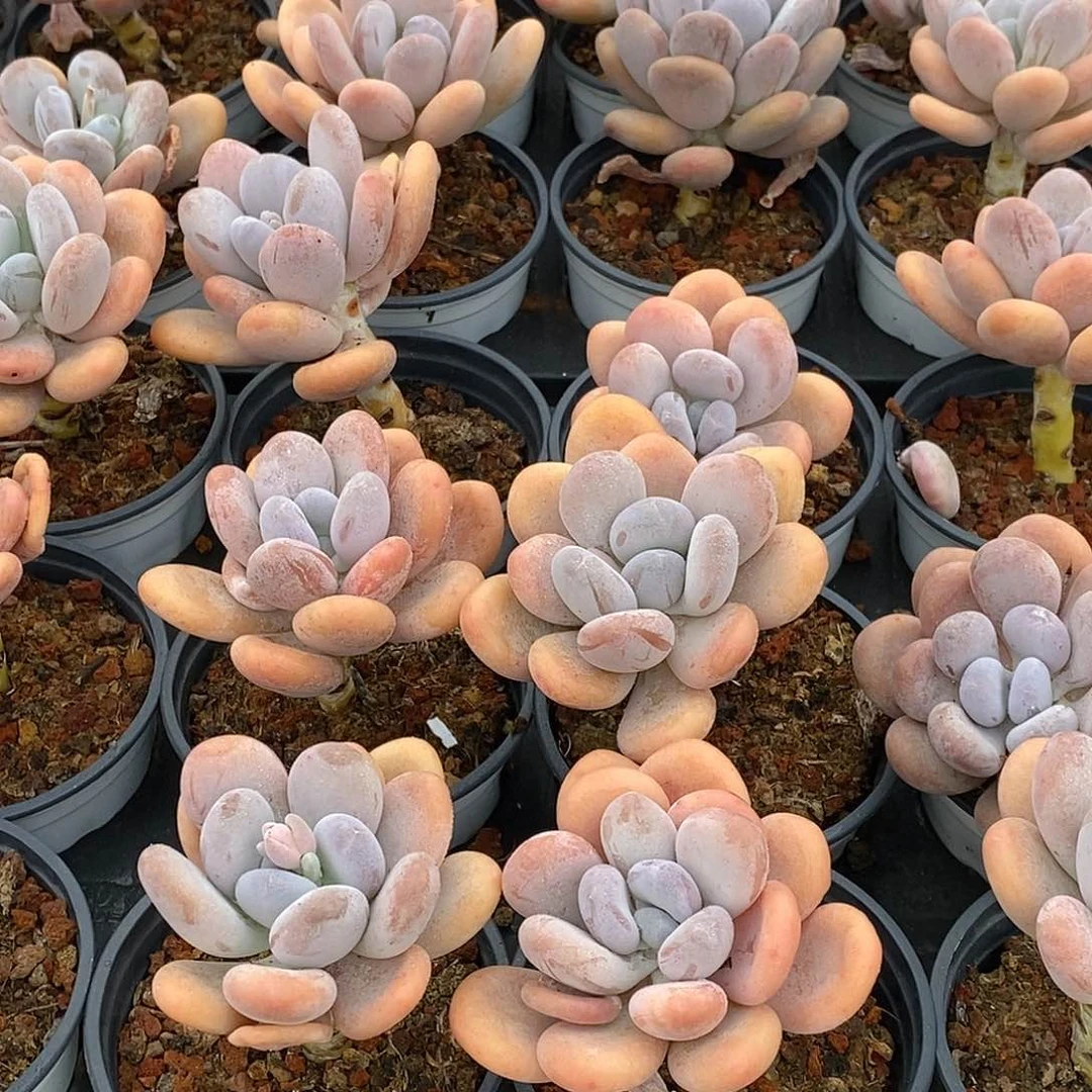 金汇园艺，29桃美人单头