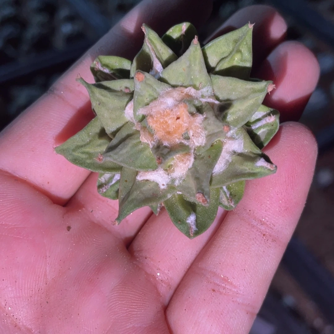 珍***版全部花朵仙人球开花 自根