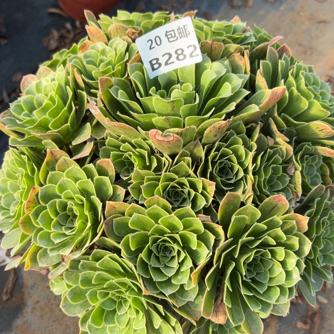 282绿色心情，多肉法师