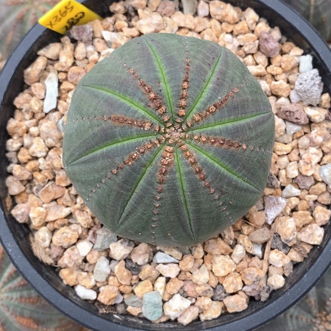 28 欧系实生布纹球多肉植物