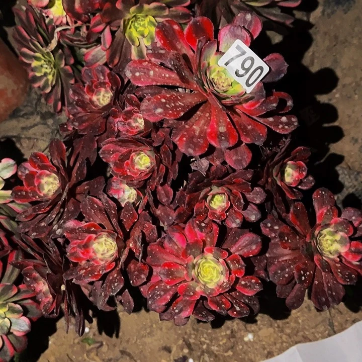 790烟花多肉植物处理不售后