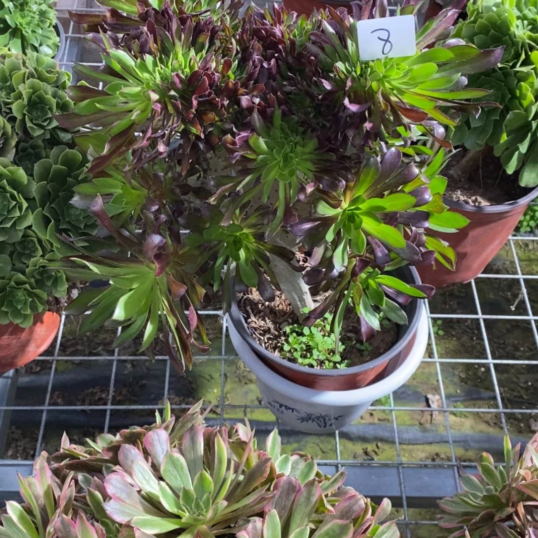无花朵一****鱼多肉植物组合拼盘8
