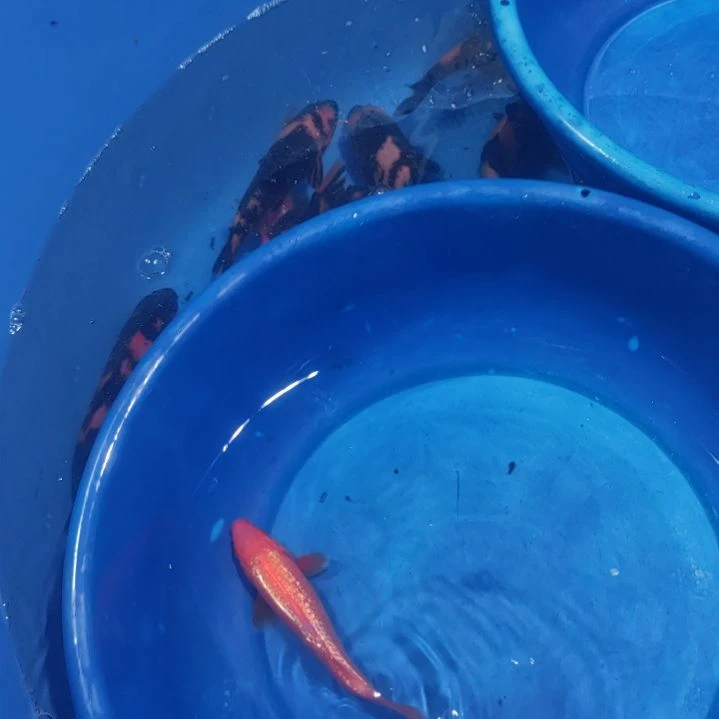 锦鲤尾形大砲精品银鳞火鲤