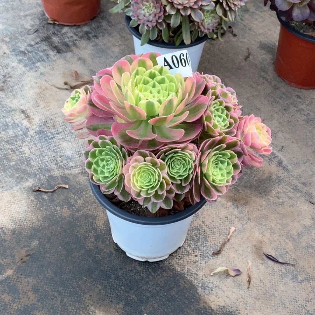 嫩桩玉姿060多肉法师植物