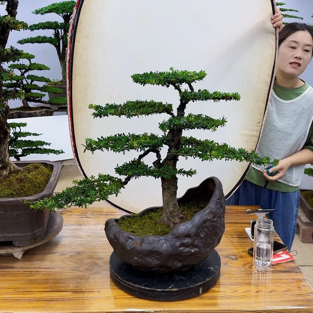 完全开放盆景直播间一物一拍