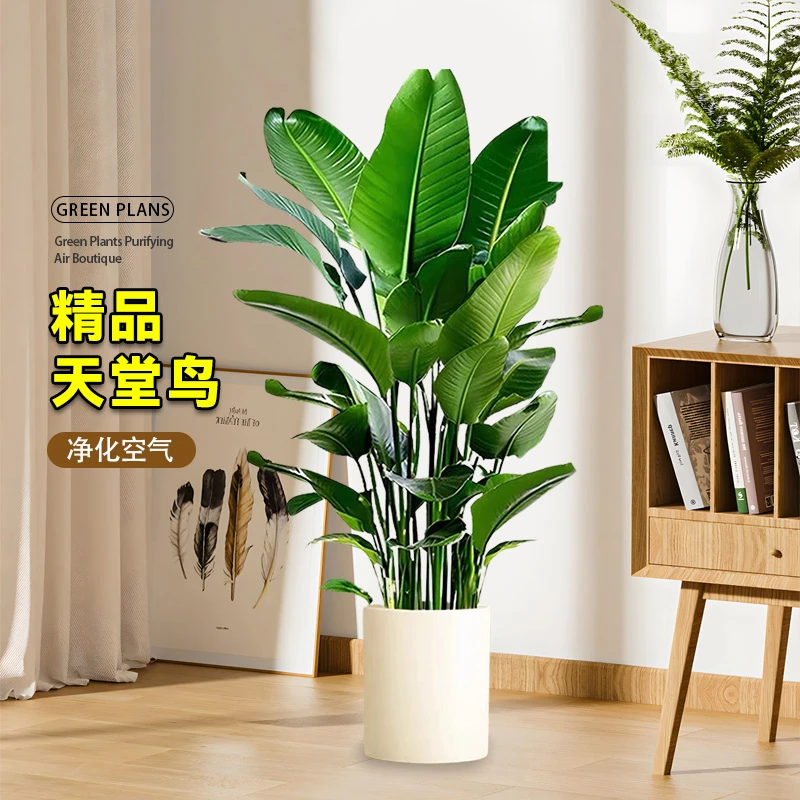 【送货上门】1.7-1.9米A级天堂鸟北欧网红室内盆栽鹤望兰绿植花卉