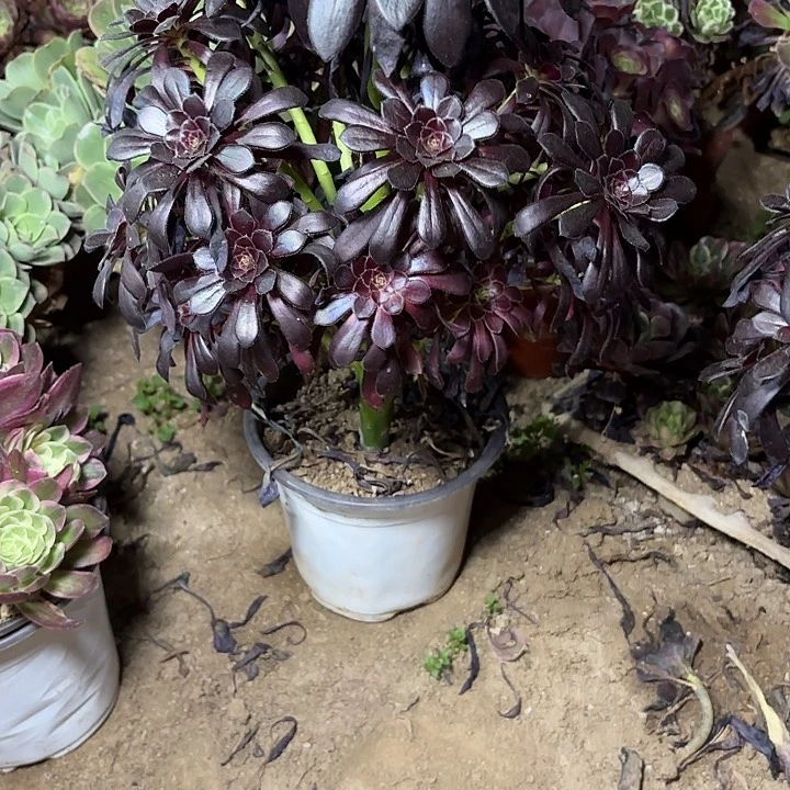 多肉植物法师墨法42