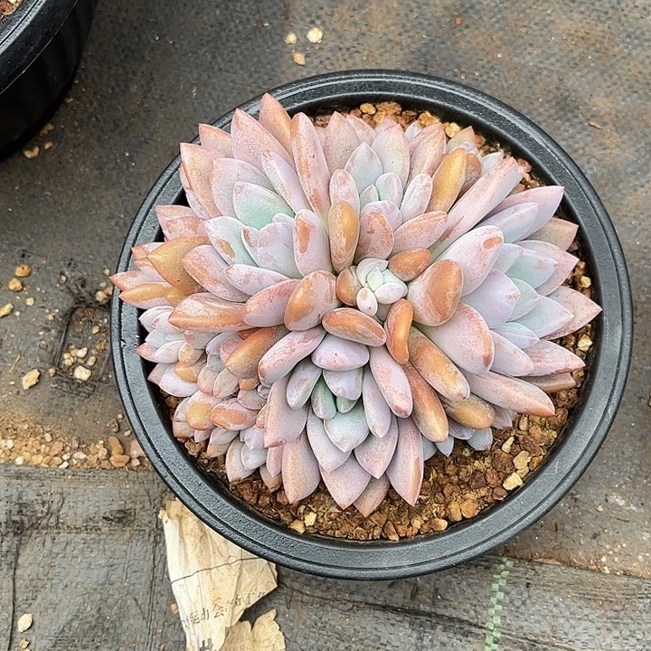 梅***0果糖多肉植物一物一拍