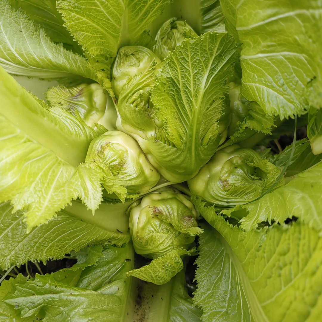 农家自产儿菜4.5斤装