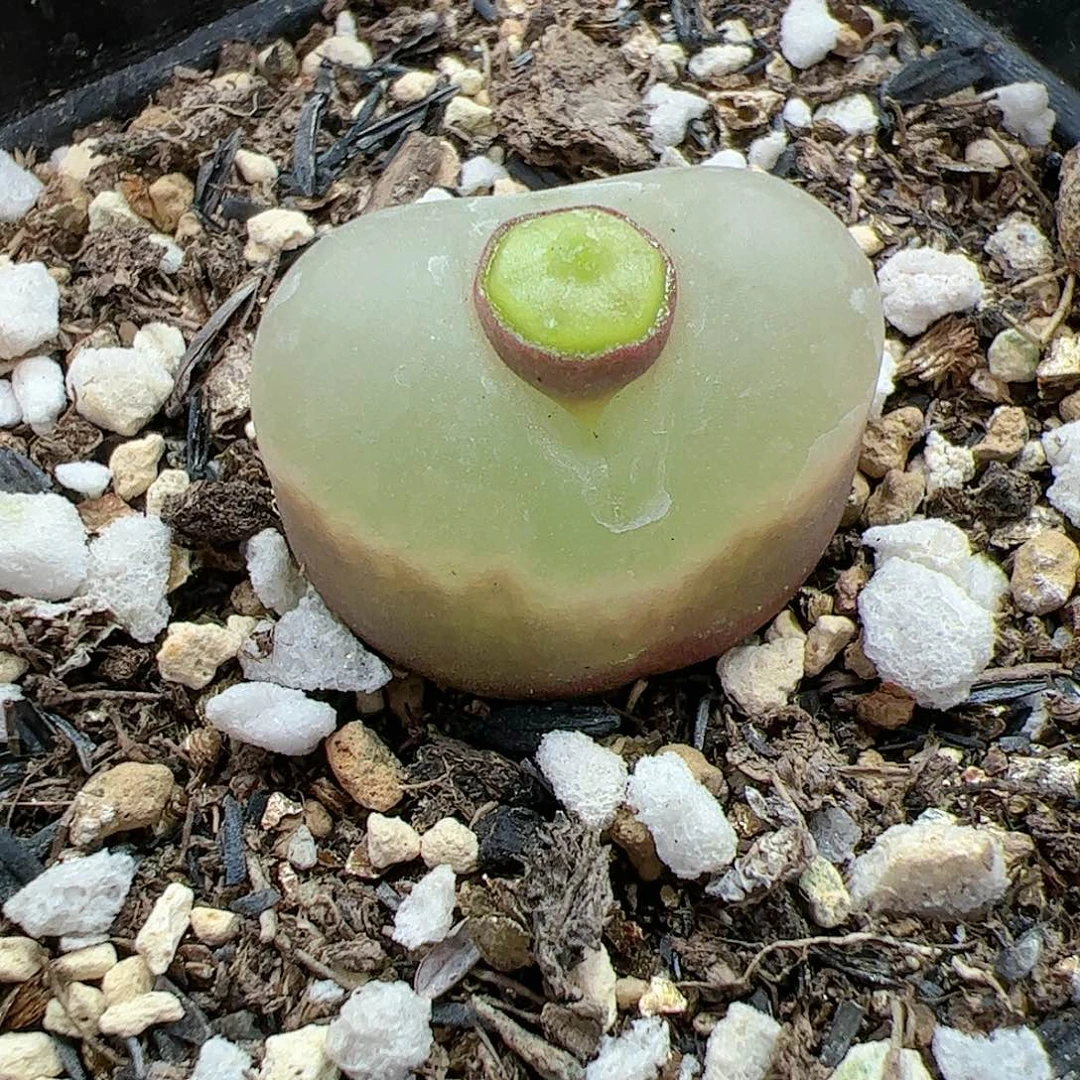 【闪购商品】307 荔枝