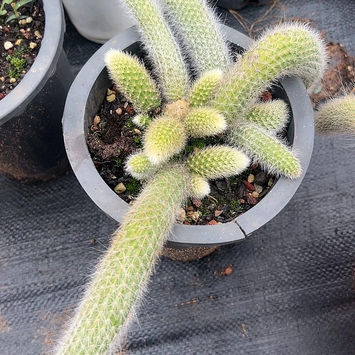 *****多肉植物实物直播实物53