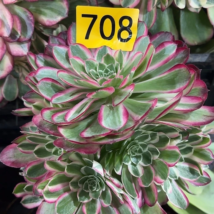 多肉植物孔雀翎708