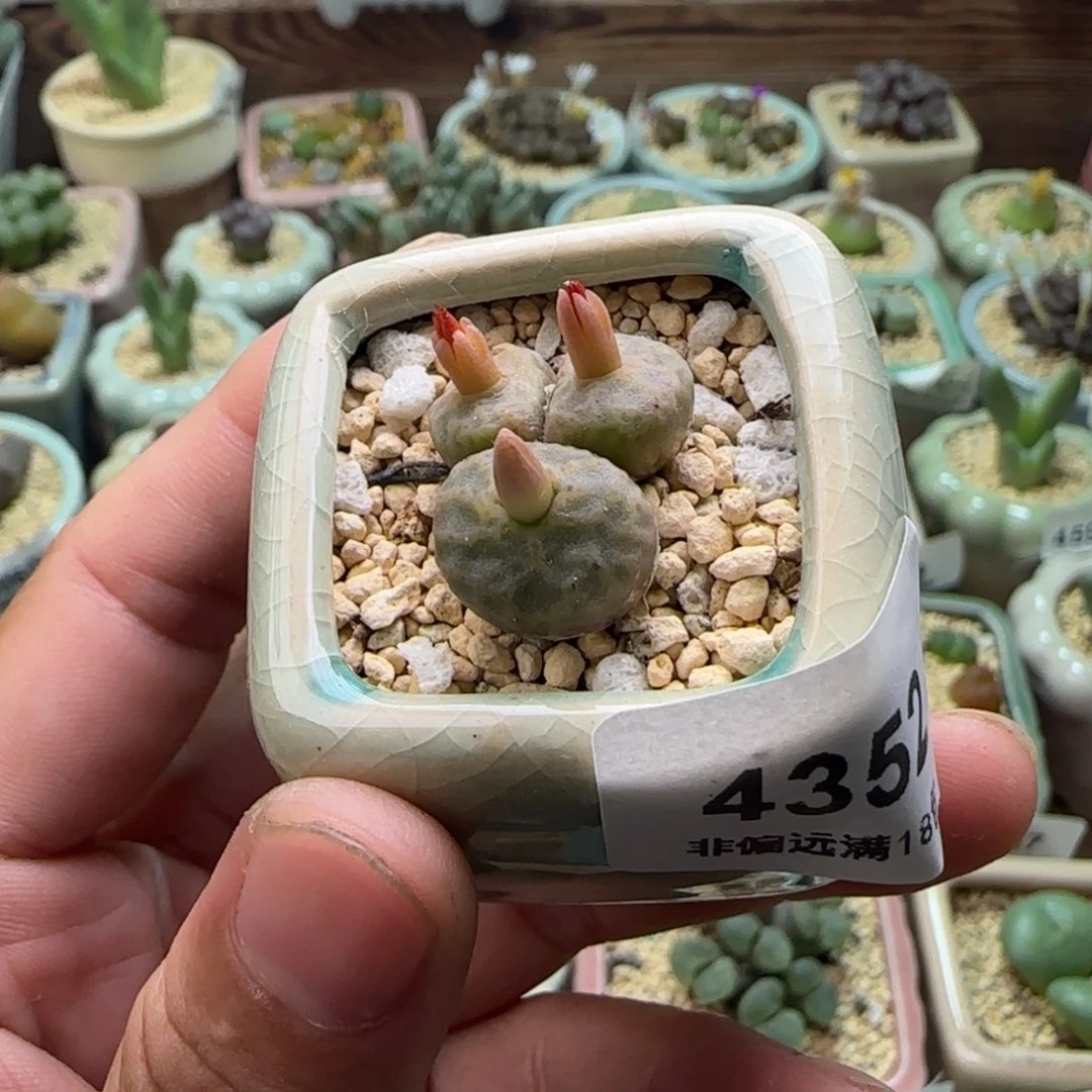 4352-一物一拍 带盆