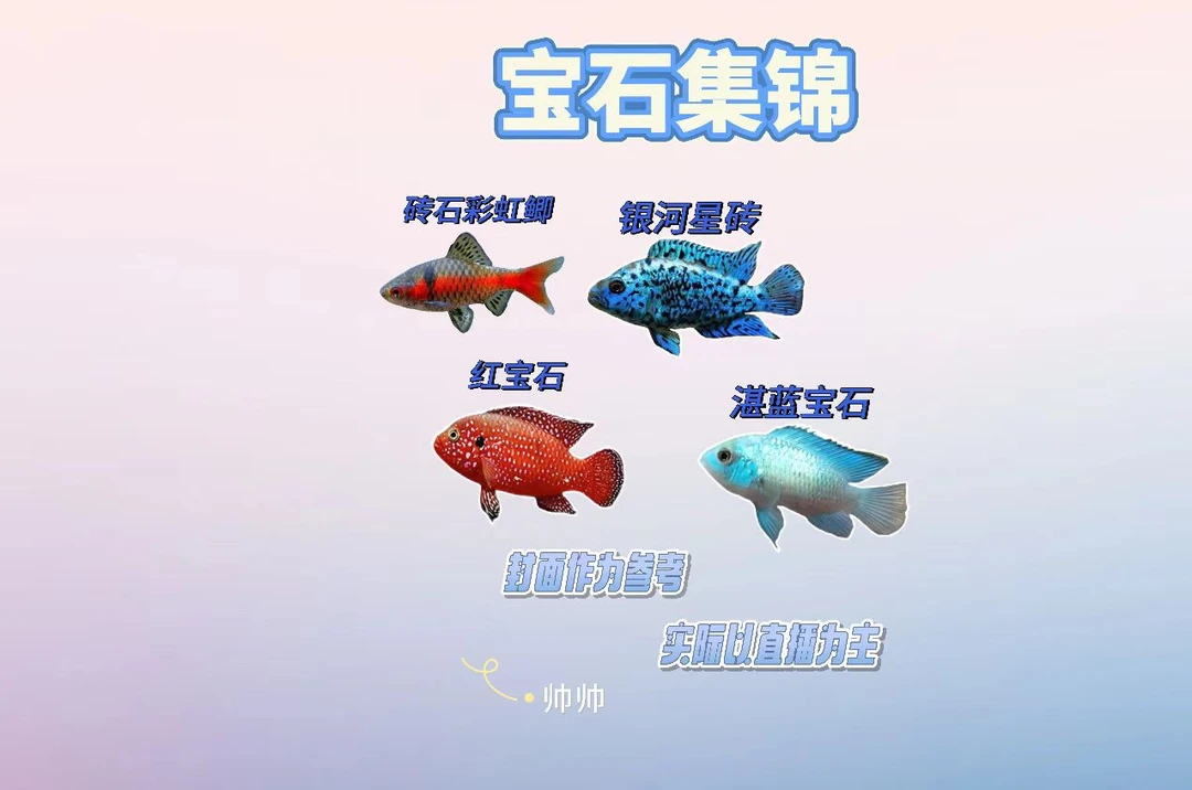 银河星钻红宝石湛蓝宝石钻石彩虹鲫好养皮实又耐活热带淡水观赏鱼