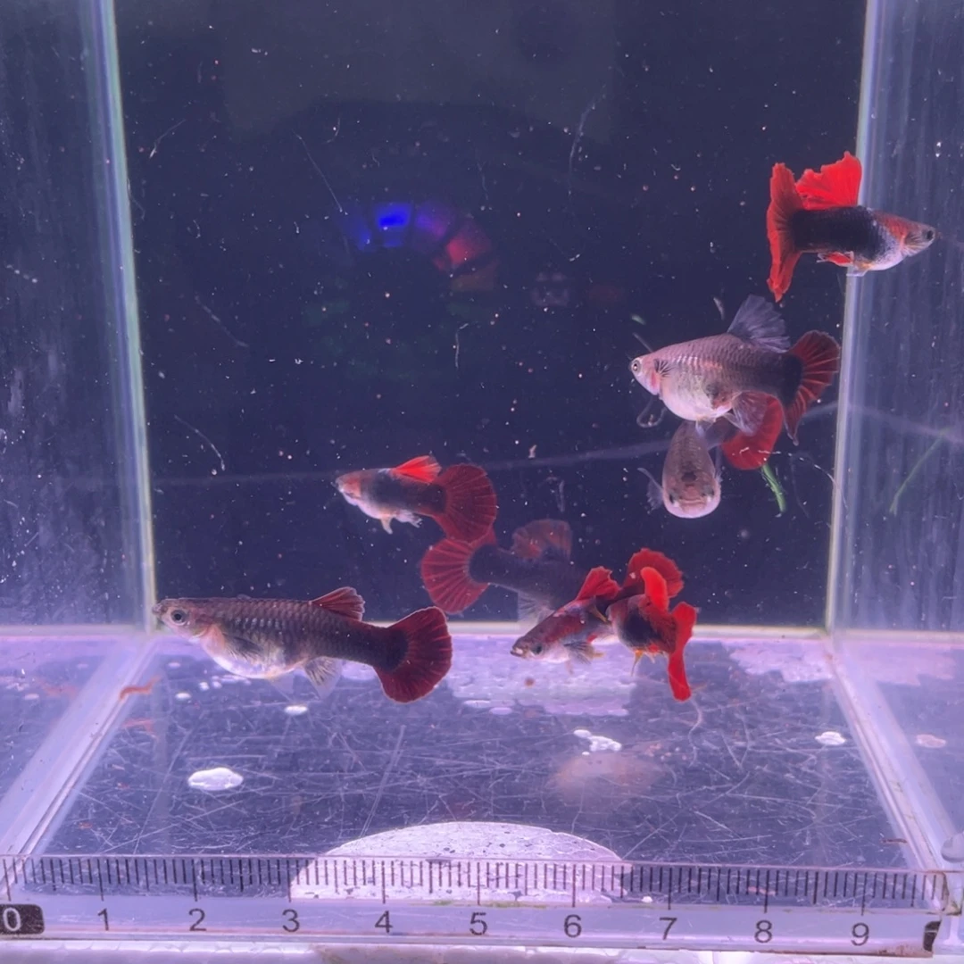 半***忆孔雀鱼清缸折扇4对