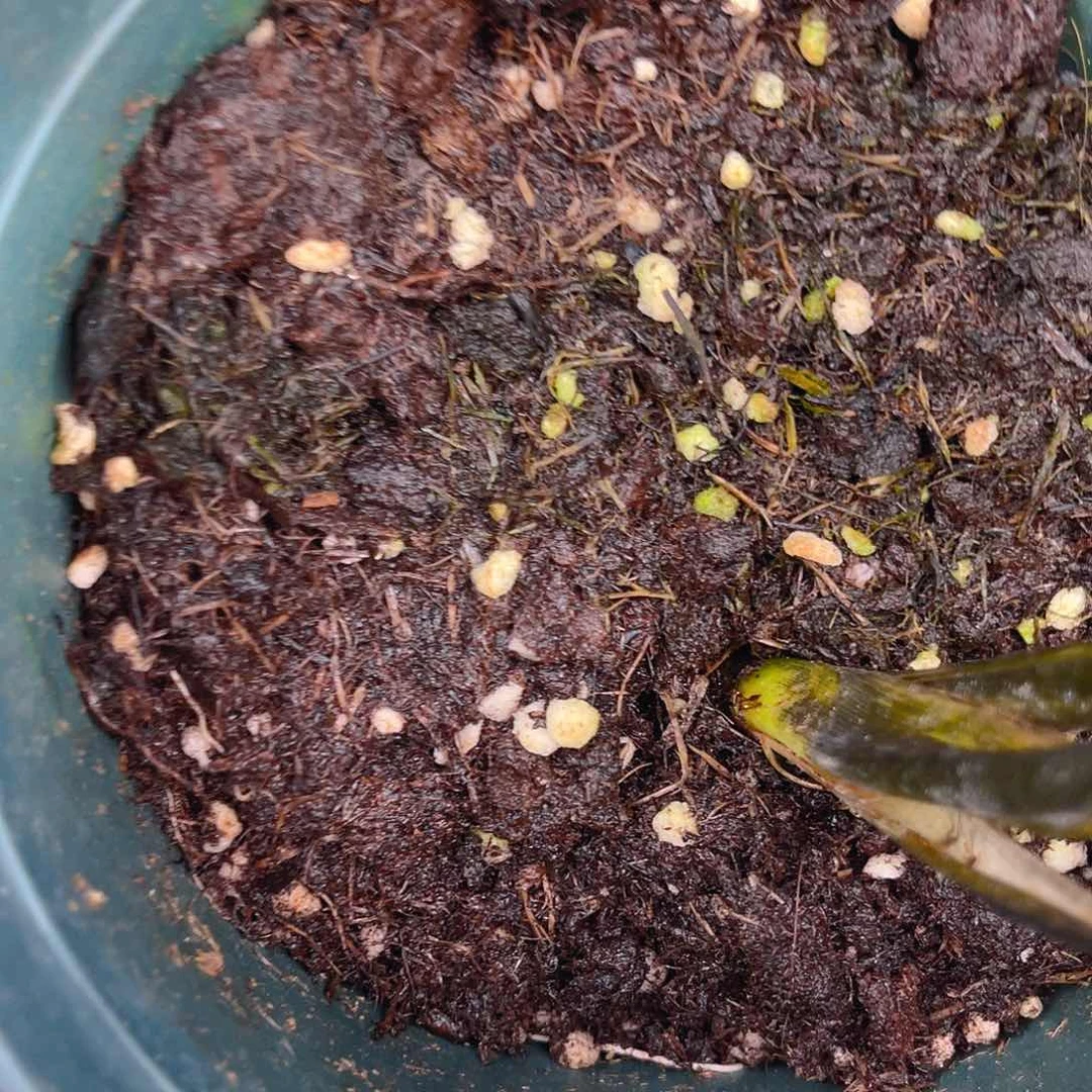 完全开放营养土5斤