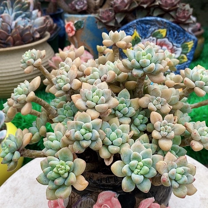 奶酪蛋糕整老桩多肉