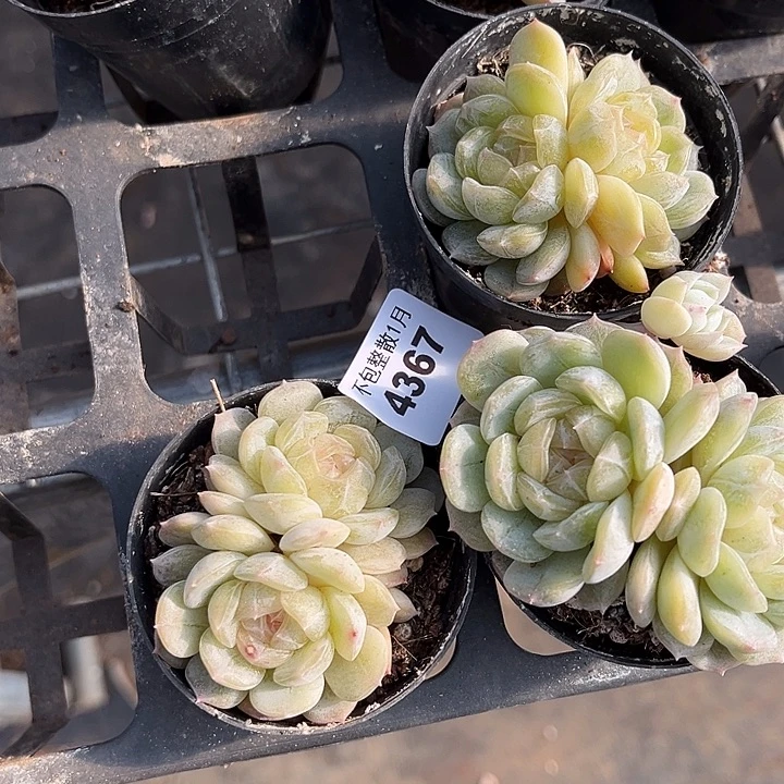 阿雅园艺。        4367三颗