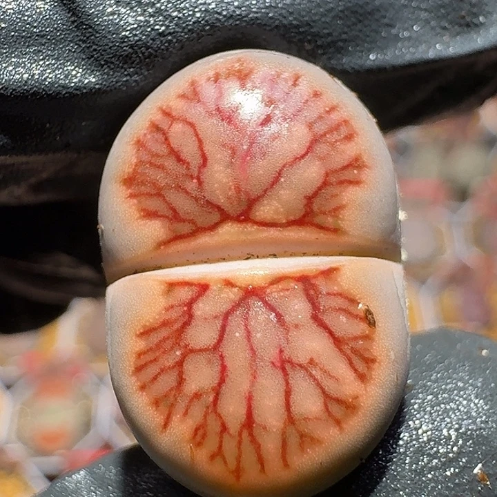 生石花3:：。在。 35号