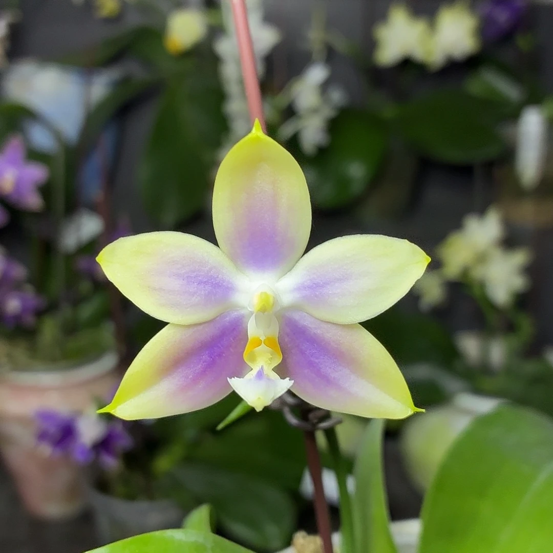 当前无花朵，栽培后可花朵A1747yss1233