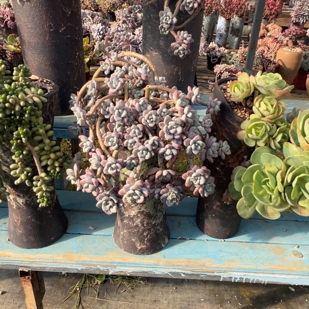 精品红洛神妖桩 裸肉