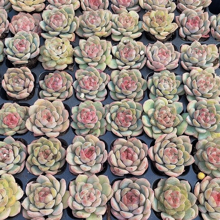 小琴心1元带土发货