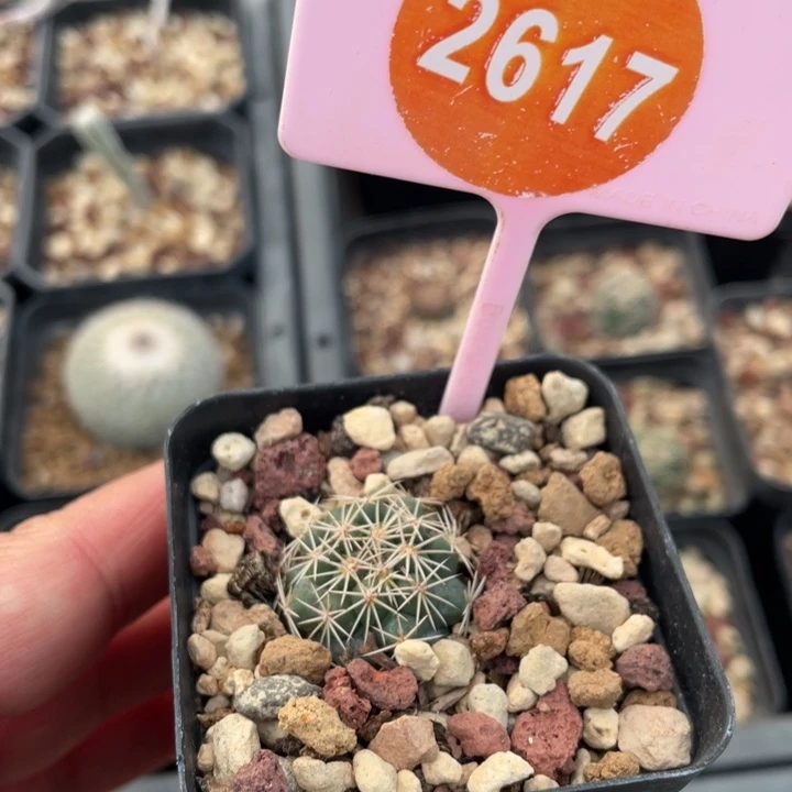 8***9实生暗黑玉26170000000