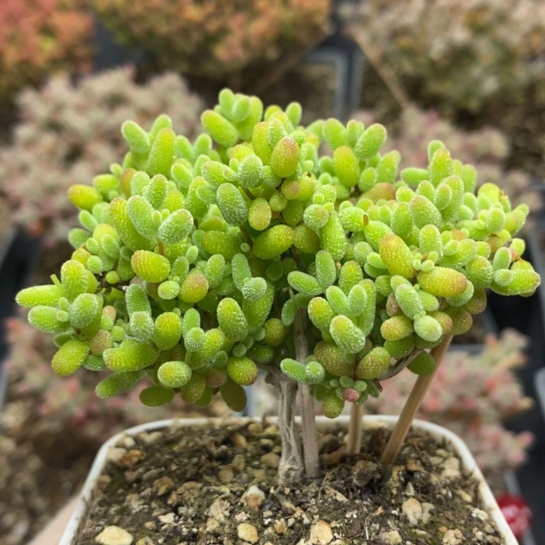 蜜橘糖球4532年后发货