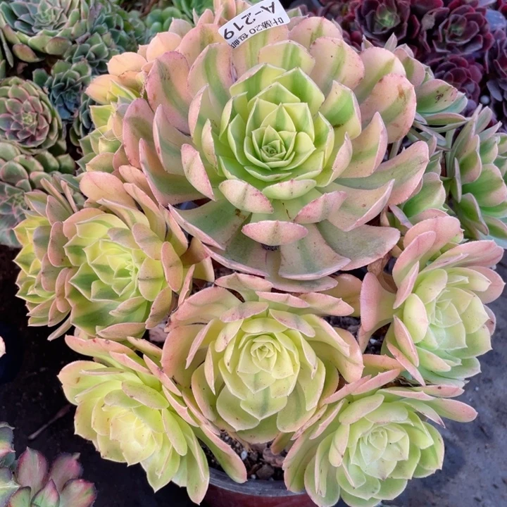 219雨荷多肉精品多肉