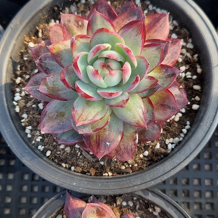 冰***雪55 惊鸿仙子多肉植物14-15cm