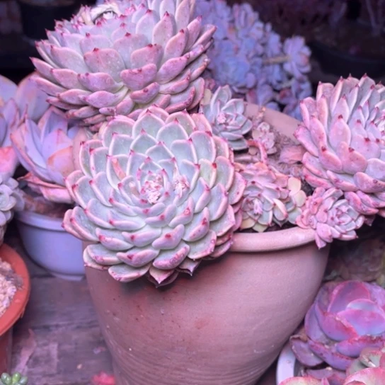 晓*吖多肉植物的植物