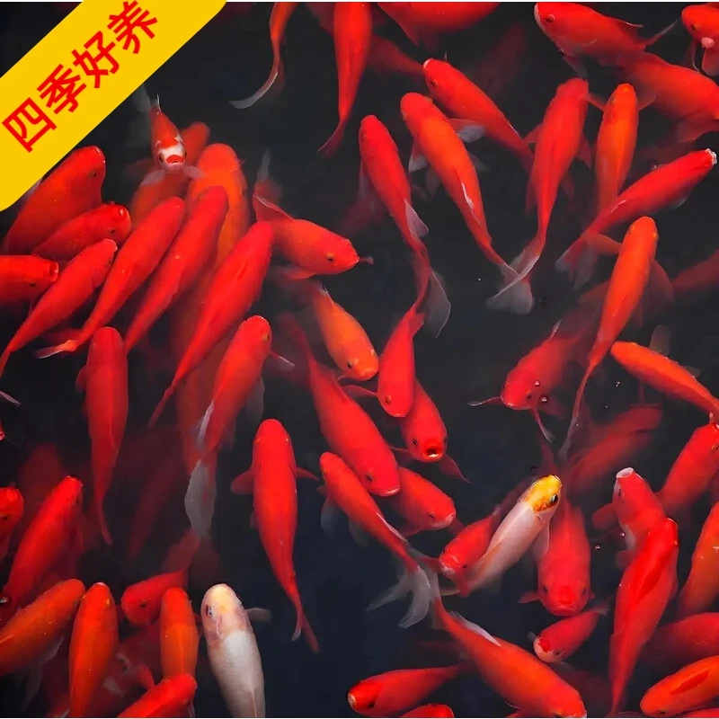 草金鱼5-7厘米冷水观赏鱼花色随机搭配好养