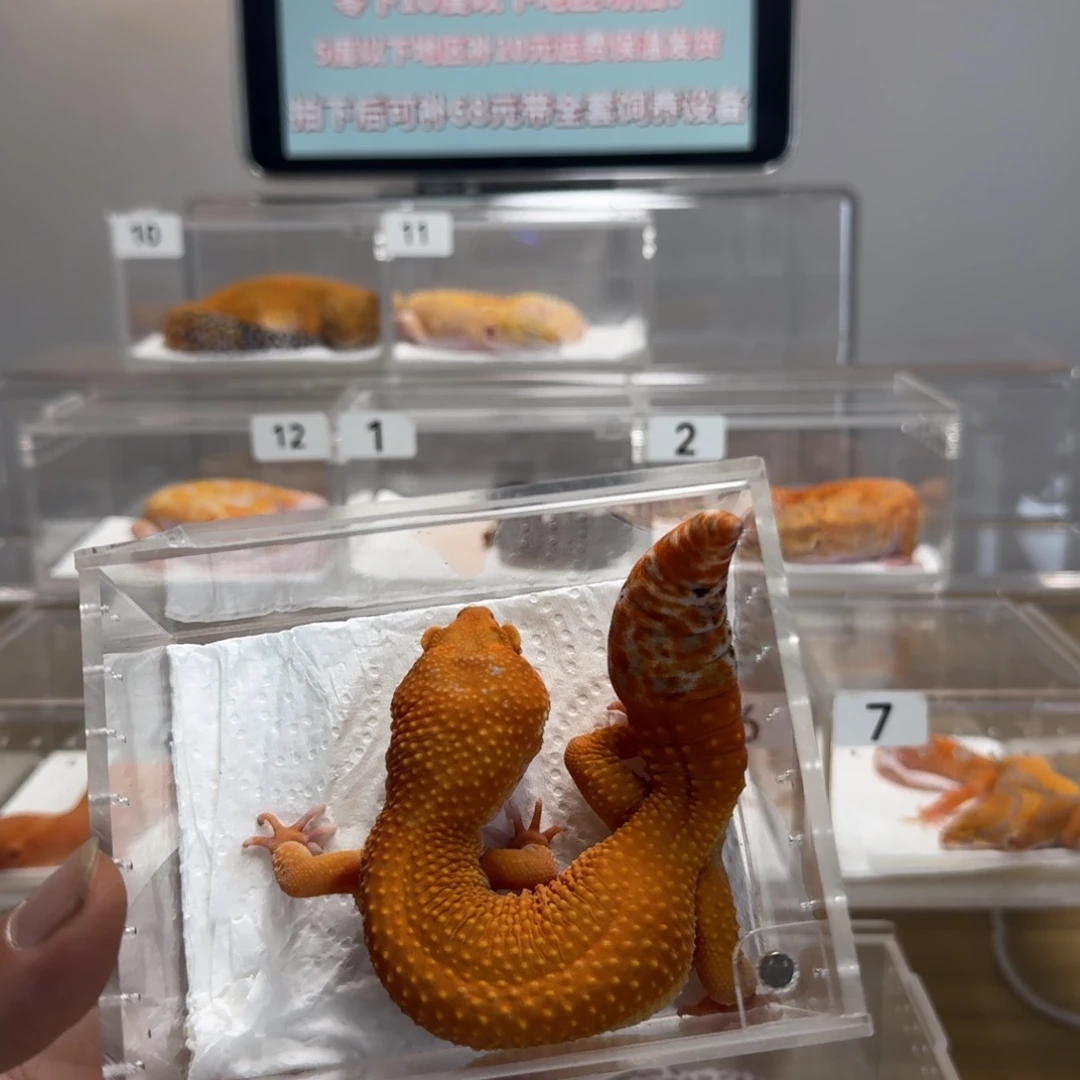 豹纹守宫血蜜橘妹妹在生尾