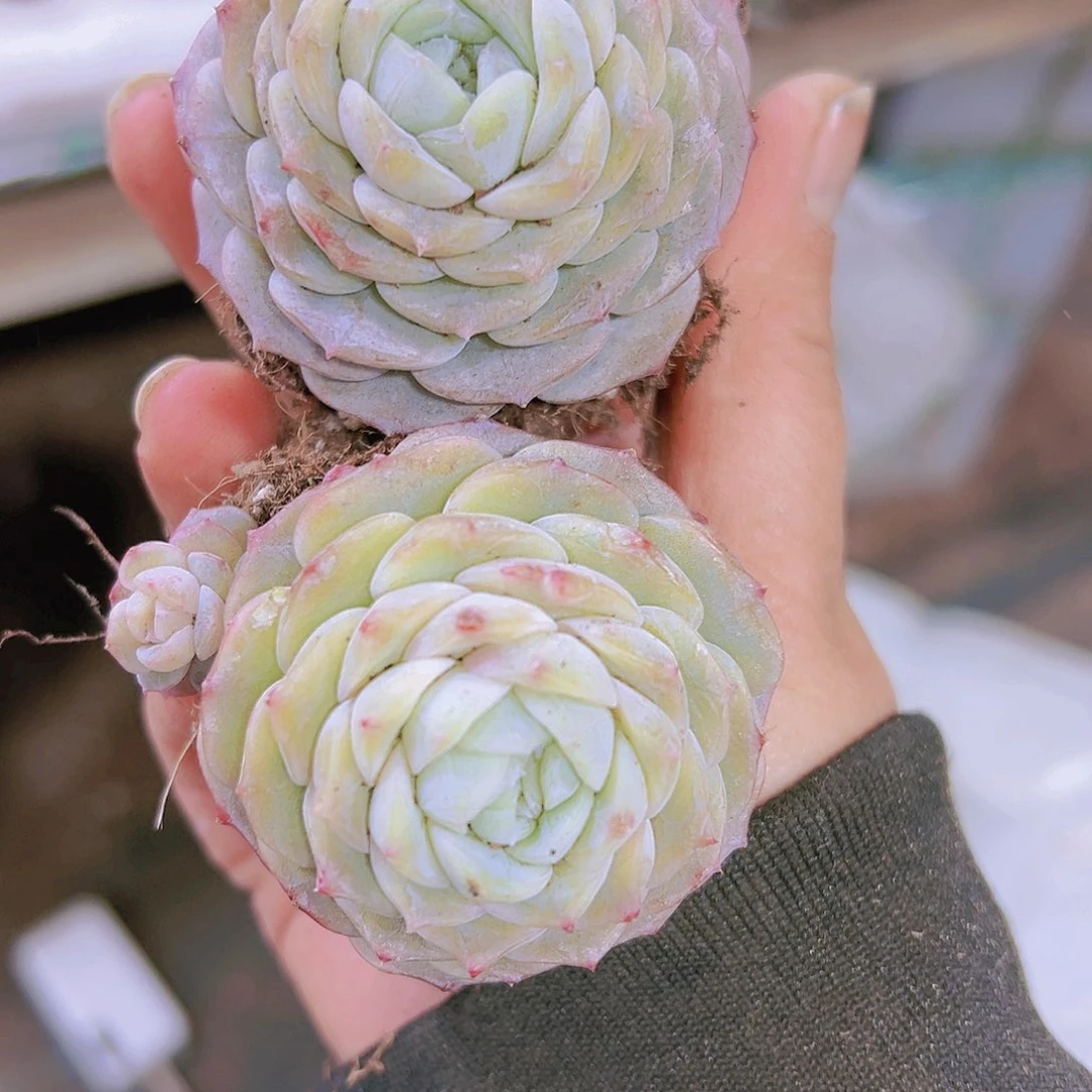 宝塔纯爱2个19包邮