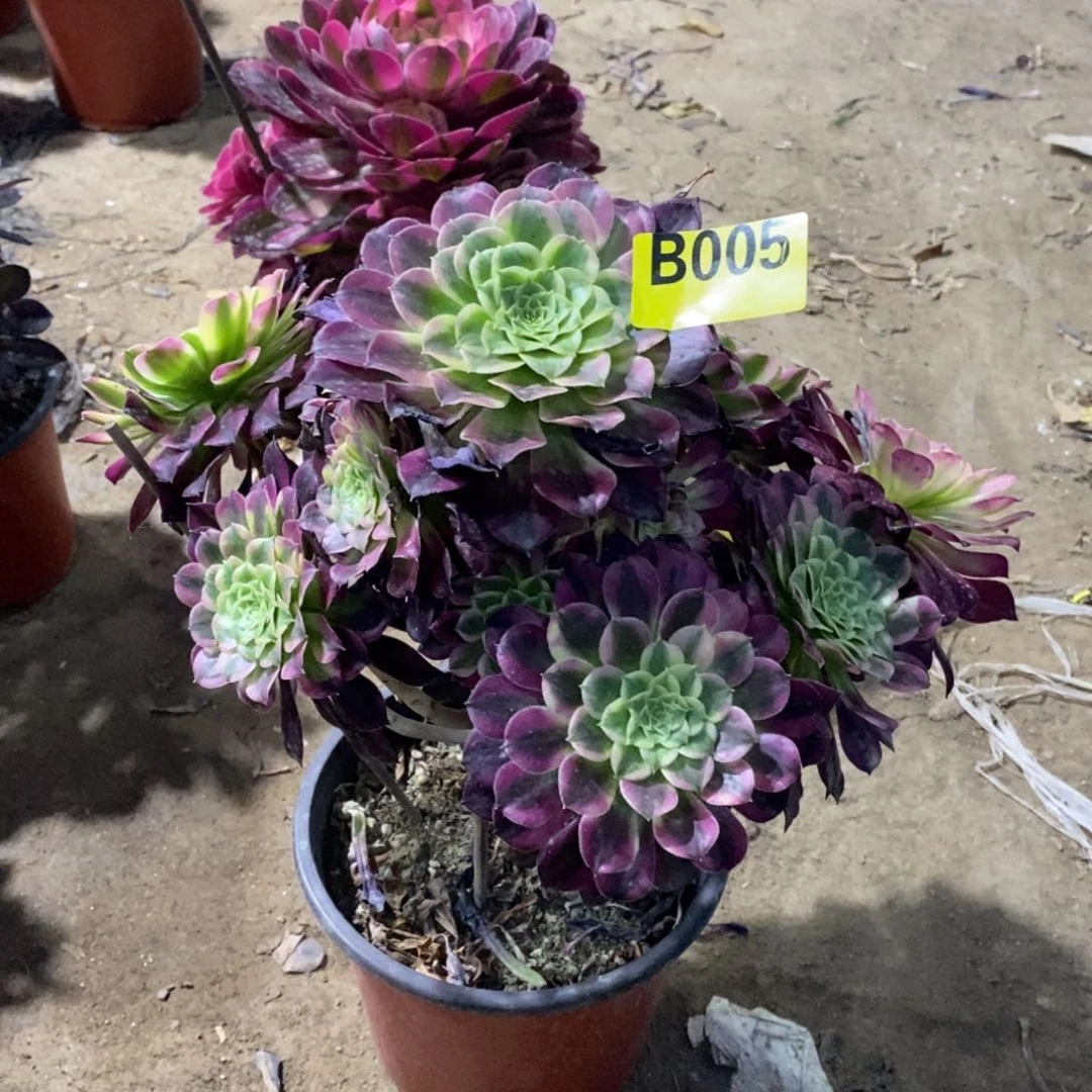 天河多肉法师005