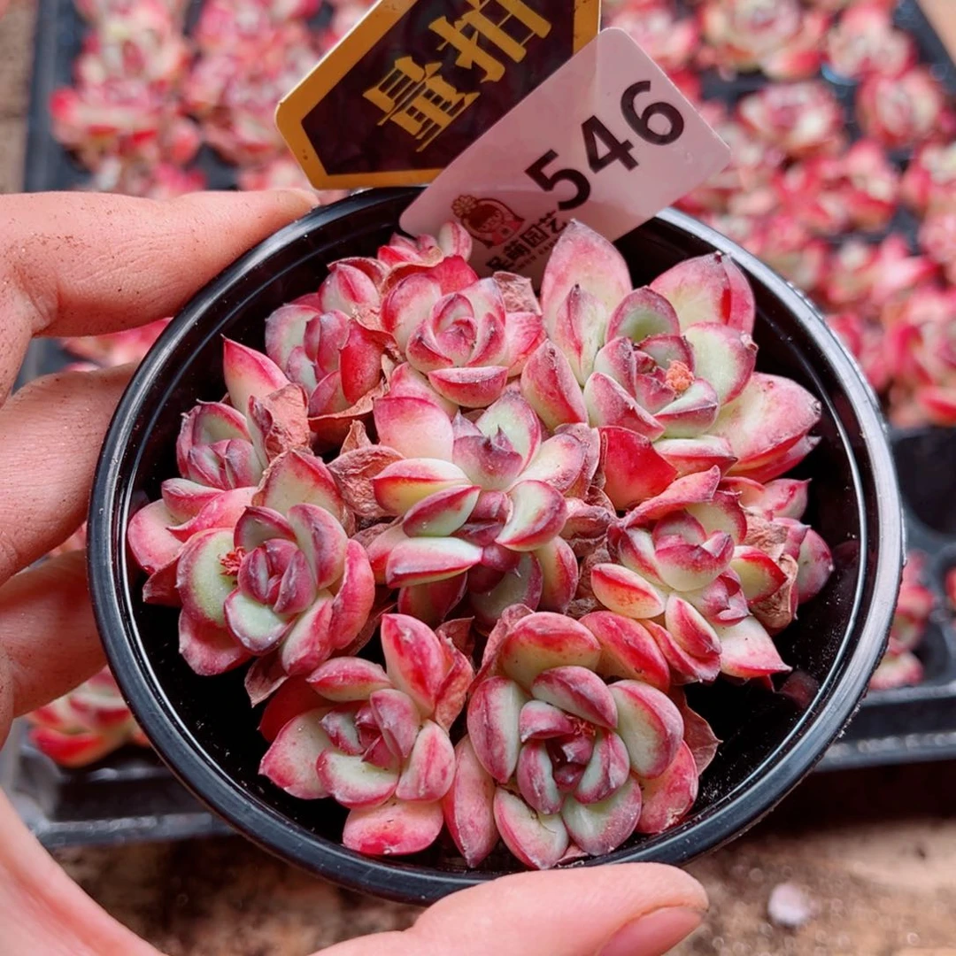 当前无花朵，栽培后可花朵