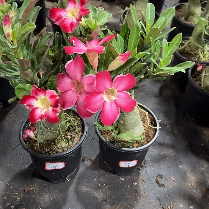 朵***朵完全开放两颗36 37带盆