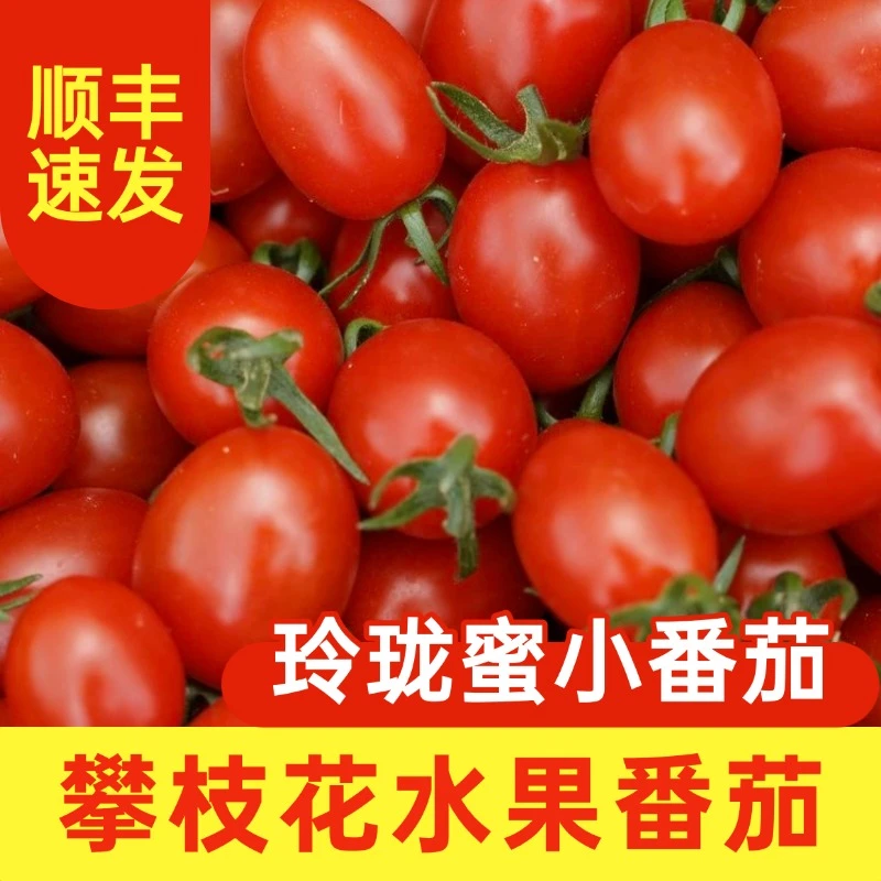 番茄/玲珑蜜小番茄/水果番茄/攀枝花水果/好吃的番茄