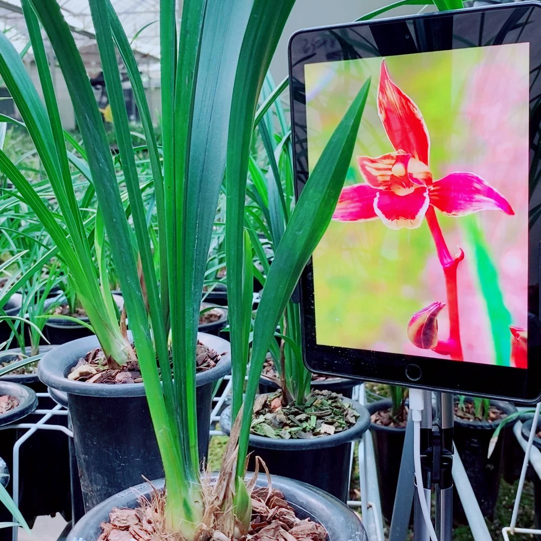 当前无花栽培后可以开花