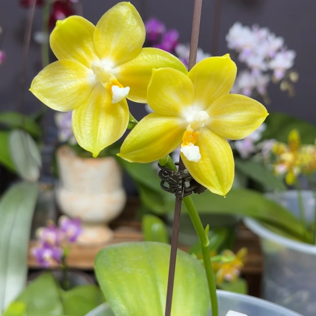 大部分花苞少量开放