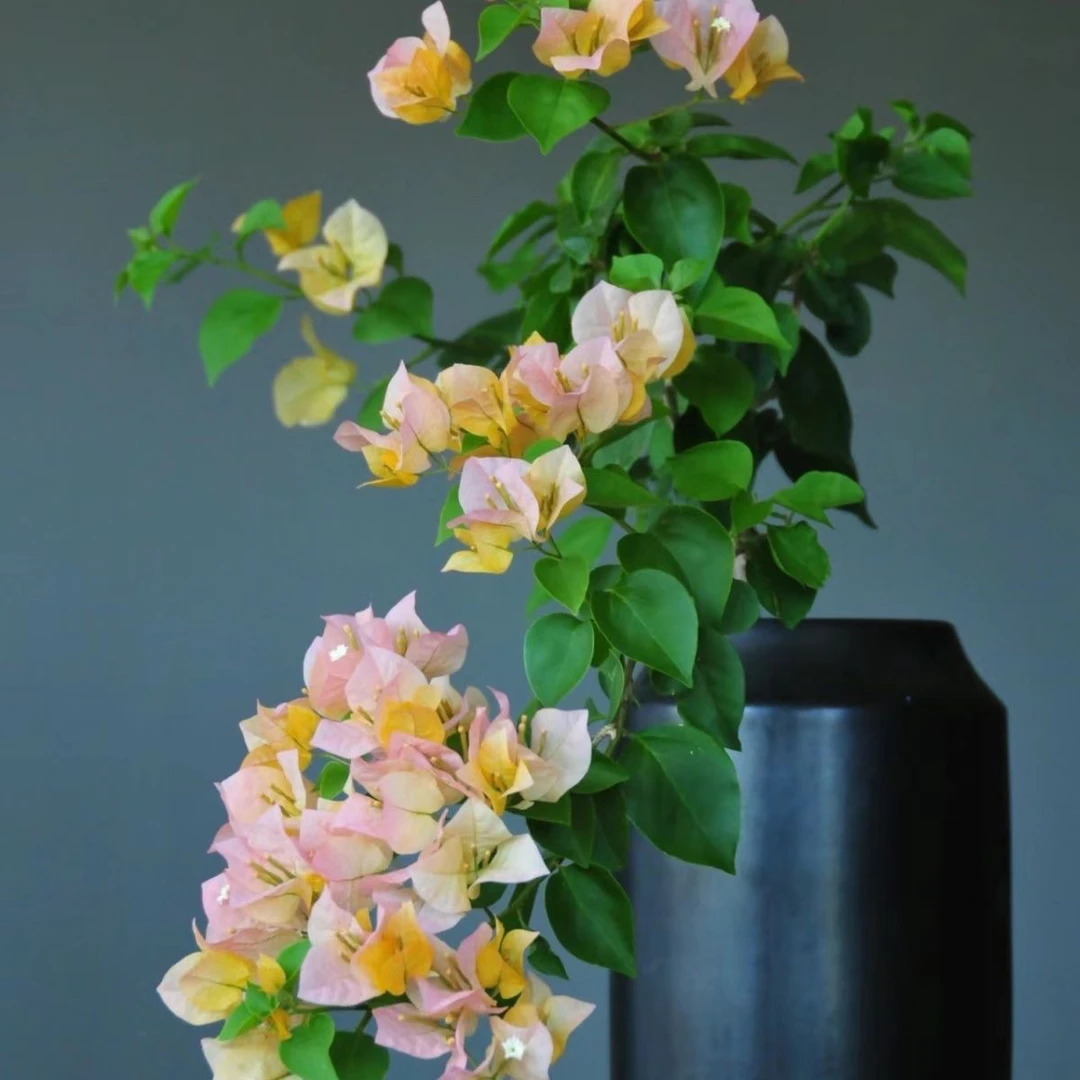 金色光辉 三角梅苗好养易开花花卉基地 【不带花发货】