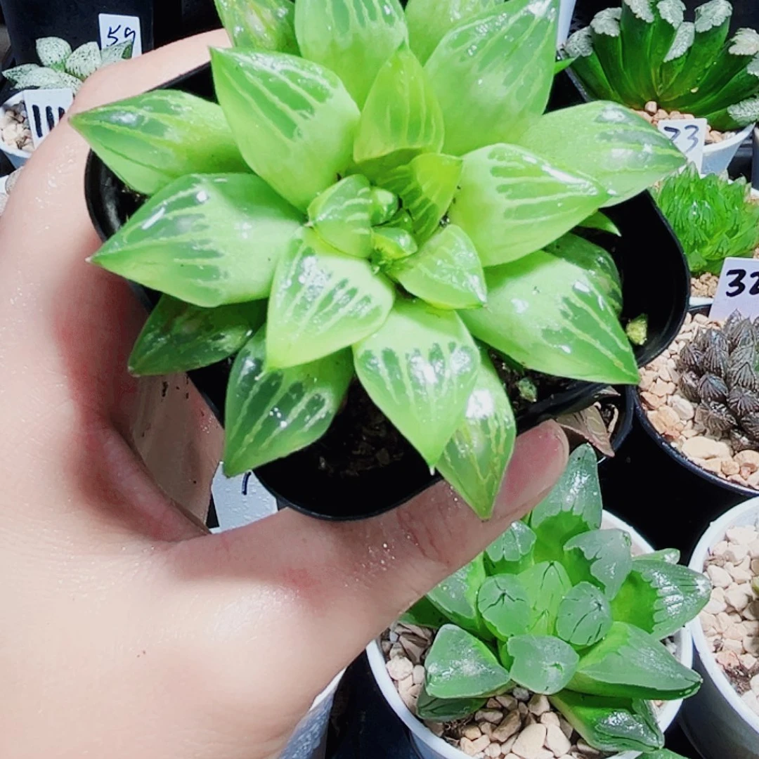 水晶寿多肉植物666