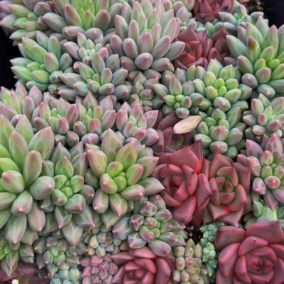 509多肉葡萄的味道真的