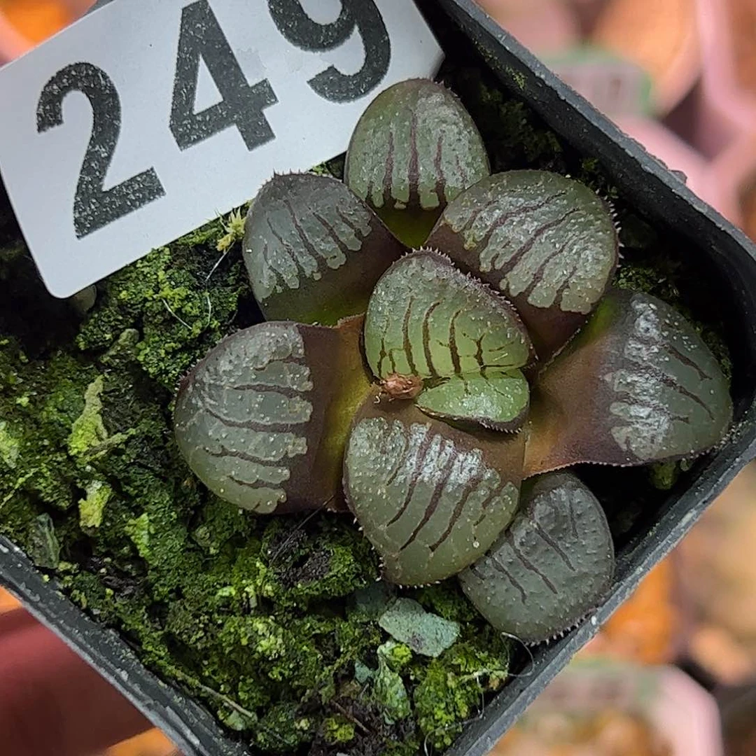 魔界十二卷多肉植物满