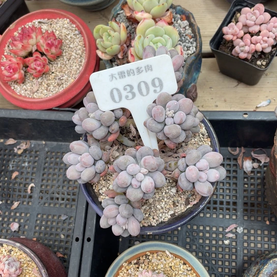 柒*默0309糖豆不带盆15厘米