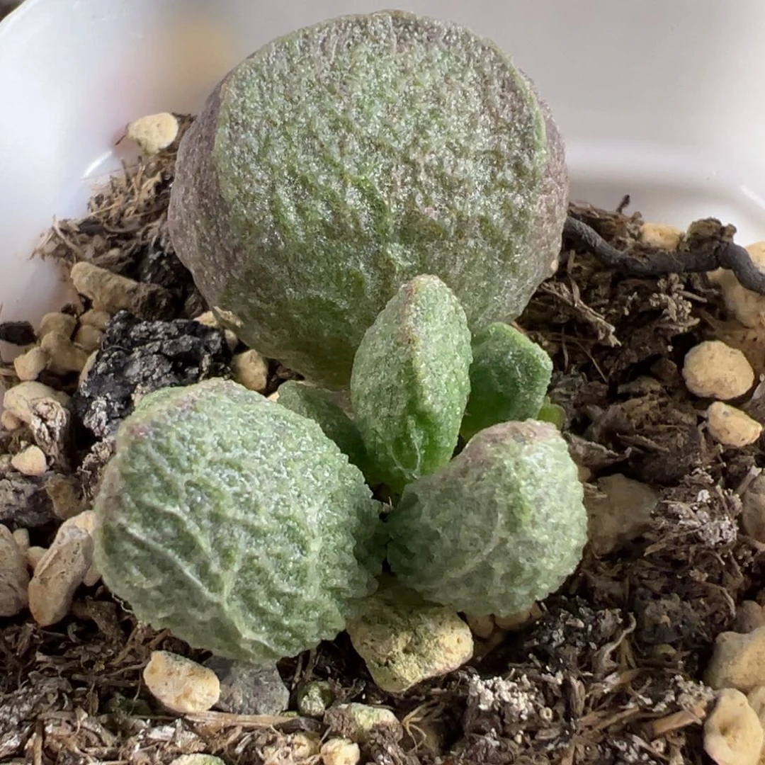 实生新品大苗多肉植物水泡多肉植物