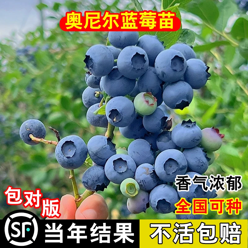 奥尼尔蓝莓苗四季盆栽地栽南方北方种植双季蓝莓树苗当年结果树苗