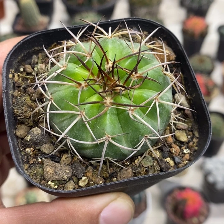 实生圆盘玉特价福利